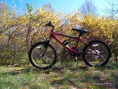 Mountain Bike Medium